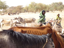 Depuis leur arrivée à Bahaï les animaux meurent de faim: on peut compter les côtes de ce cheval marron. 

		(Photo : Stanislas Ndayishimiye/RFI)