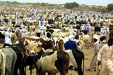 Eleveurs au Tchad. Exemple cité par les pro-OGM: en Europe, la productivité d'une vache issue de plusieurs croisements: 40 litres... en Afrique (sans croisements): 1 litre. 

		(Photo: AFP)