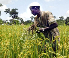 Un paysan extrait des mauvaises herbes de son champ de NERICA (New rice for Afrika : « nouveau riz pour l'Afrique »), à Faranah en Guinée. 

		(Photo : AFP)