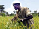 Un paysan extrait des mauvaises herbes de son champ de NERICA (New rice for Afrika : « nouveau riz pour l'Afrique »), à Faranah en Guinée. 

		(Photo : AFP)