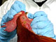 Le virus H5N1, le virus mortel de la grippe aviaire, pourrait devenir extrêmement dangereux s’il se combinait avec le virus de la grippe humaine.(Photo: AFP)