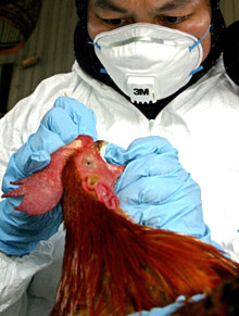 Le virus H5N1, le virus mortel de la grippe aviaire, pourrait devenir extrêmement dangereux s’il se combinait avec le virus de la grippe humaine. 

		(Photo: AFP)