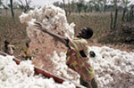 L'enthousiasme des pays du Sud est beaucoup plus mesuré au sujet de la filière coton. 

		(Photo: AFP)