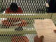 Les «tribunaux d'examen de statut» ont commencé ce vendredi 30 juillet 2004 à examiner le statut juridique des prisonniers de Guantanamo. 

		(Photo : AFP)