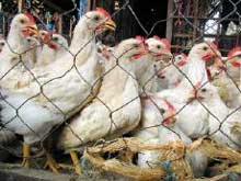 Elevage de poulets au Vietnam. 

		(Photo: AFP)