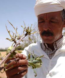 Cet agriculteur montre les dégâts causés par les criquets pèlerins à son verger de pommiers, près d’Ain-Beni Mathar, au Maroc. Il a perdu toute sa récolte de fruits, et sa femme et lui devront compter sur leurs enfants qui travaillent pour se nourrir l’année prochaine. 

		(Photo: FAO/G. Diana)
