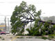 Le cyclone : «<EM>Frances</EM>» déferle sur le littoral Est de la péninsule floridienne, renversant toits, arbres et bateaux.(Photo : AFP)