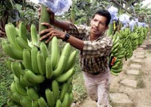 Les droits de douanes applicables aux importations de bananes en provenance d'Afrique, des Caraïbes et du Pacifique sont jugés trop élevés par l'Equateur. 

		(Photo : AFP)