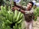 Les droits de douanes applicables aux importations de bananes en provenance d'Afrique, des Caraïbes et du Pacifique sont&nbsp;jugés trop élevés par l'Equateur. 

		(Photo : AFP)
