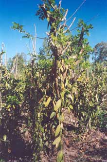 Des plantations de vanille dans la région de Sambava. 

		(Photo : Olivier Peguy)