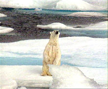 Selon Greenpeace, la vie de milliers d'ours blancs polaires est aujourd'hui menacée par le réchauffement du pôle nord qui fait fondre la banquise et perturbe l'écosystème. &#13;&#10;&#13;&#10;&#9;&#9;(Photo : AFP)