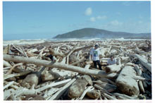 En cinquante ans, les Philippines ont perdu la moitié de leur forêt. 

		(Photo : Jocelyn Grange)