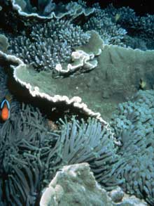 La Grande-Barrière de corail, au nord-est de la côte australienne, le plus grand ensemble corallien au monde, menacé par le réchauffement climatique. &#13;&#10;&#13;&#10;&#9;&#9;(Photo: Unesco)