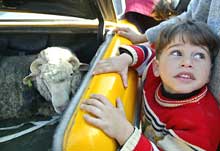 Ambiance au <EM>check point</EM>&nbsp;de Deir al-Balah, dans la bande de Gaza. Entre Palestiniens et Israéliens, le climat se dégèle à vue d'oeil.(Photo: AFP)