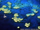 Si les pays industrialisés ne réduisent pas leurs émissions de gaz à effet de serre, les atolls disparaîtront.(Photo: UNESCO.ORG)