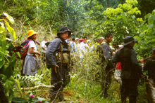 Les paysans assistent impuissants à l’arrachage de leurs plantations de coca.(Photo : Anne Corpet/RFI)