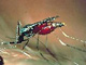 Le nombre de personne atteinte du paludisme dans certaines régions du monde serait sous-évalué par l’OMS.(Photo : Institut Pasteur)
