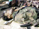 L'armée népalaise a annoncé avoir tué plus de 110 rebelles maoïstes la semaine dernière et a exhibé certains de leurs cadavres.(Photo : AFP)