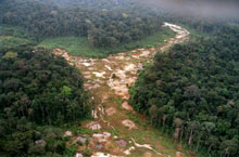En forêt amazonienne, 26 130 km² de végétation ont disparu sur la période 2003-2004, soit 20% de ce territoire.(Photo: AFP)