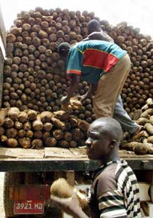 Tous les secteurs d'activité de la Côte d'Ivoire sont touchés, surtout le secteur du cacao dont le pays est le premier producteur mondial.

(Photo: AFP)