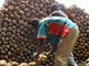 Tous les secteurs d'activité de la Côte d'Ivoire sont touchés, surtout le secteur du cacao dont le pays est le premier producteur mondial.

(Photo: AFP)