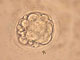 Embryon cloné. 

		(Photo: AFP)