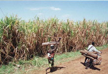 Selon le groupe sucrier ACP, en 2003, la Côte d'Ivoire a produit 145 000 tonnes de sucre et en exporté 31 518.(Photo : AFP)
