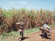 Selon le groupe sucrier ACP, en 2003, la Côte d'Ivoire a produit 145 000 tonnes de sucre et en exporté 31 518.(Photo : AFP)