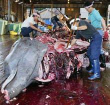 Une baleine dépecée par des pêcheurs japonais.(Photo : AFP)
