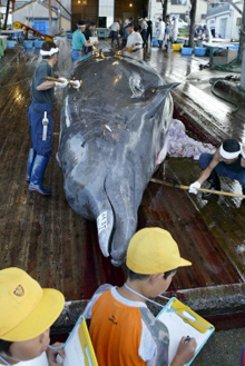 Le Japon est un grand consommateur de viande de baleine et veut donc à tout prix reprendre la chasse commerciale.(Photo: AFP)