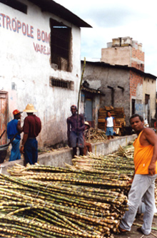 L'agriculture familiale produit elle aussi des cultures d'exportation, comme la canne à sucre.(Photo : CE/C.Masson)
