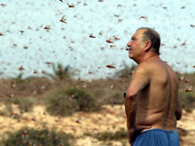 L'Europe a déjà eu à faire face à des invasions de criquets, comme ici dans les iles Canaries, en novembre 2004.(photo : AFP)