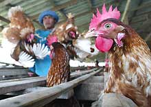 Elevage de poulets en Thaïlande. L'UE relativise le risque immédiat de l'arrivée chez les Vingt-Cinq du virus H5N1 mais reste prudente.(Photo: AFP)