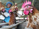 Thaïlande: élevage de poulets.(Photo: AFP)