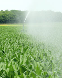 Système d'arrosage d'un champ de maïs à Saint-Sauvant dans le département de la Vienne.Photo : AFP