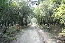 La forêt de chênes-lièges de la plaine des Maures se trouve entre Toulon et Nice.DR