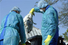 La Commission européenne a confirmé, ce jeudi, la présence de la grippe aviaire en Roumanie.(Photo : AFP)