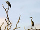 Les oiseaux migrateurs quittent l’Europe pour passer l'hiver en Afrique.(Photo : AFP)