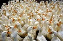 Le virus de la grippe aviaire peut se déplacer par l'intermédiaire des oiseaux migrateurs mais aussi par le transport d'oiseaux  d'élevage.(Photo: AFP)