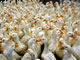 Le virus de la grippe aviaire peut se déplacer par l'intermédiaire des oiseaux migrateurs mais aussi par le transport d'oiseaux  d'élevage.(Photo: AFP)