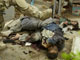L'offensive américaine sur la ville de Falloujah en novembre 2004 avait fait 470 morts et 1200 blessés selon l'armée U.S.(Photo : AFP)