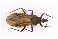 En Guyane, onze espèces de réduves -sortes de punaises- sont contaminées à plus de 50% par le parasite de Chagas.DB/CA