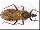 En Guyane, onze espèces de réduves sont contaminées à plus de 50% par le parasite de Chagas.DB/CA