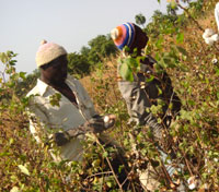 Cueilleurs de coton au Mali.(Photo : Monique Mas/RFI)