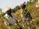 Cueilleurs de coton au Mali.(Photo : Monique Mas/RFI)