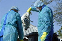 La conférence des donateurs, à Pékin, doit étudier les moyens financiers et techniques de lutte contre la propagation de la grippe aviaire.(Photo : AFP)