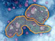 Virus H5N1 

		