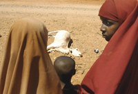 Dans la province de Mandera, au nord-est du Kenya - région la plus touchée par la famine - près de 30% du cheptel a déjà péri.(Photo: AFP)