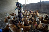 Selon l'Organisation Internationale de la Santé animale, la souche du H5N1 prélevée au Nigeria est la même que celle qui a tué des dizaines de milliers de volailles en Chine, en Europe Centrale, ou en Turquie.(Photo : AFP)