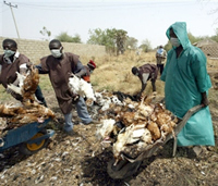 Plus de 150&nbsp;000 volailles ont été abattues autour des foyers identifiés, dans des conditions d’hygiène souvent inadaptées, mais le gouvernement n’a pas réussi à mettre en œuvre la limitation totale des mouvements de volailles dans le pays.(Photo : AFP)